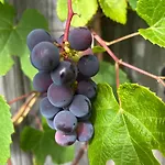 شقة Ala Saunamaja