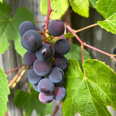 Lägenhet Ala Saunamaja