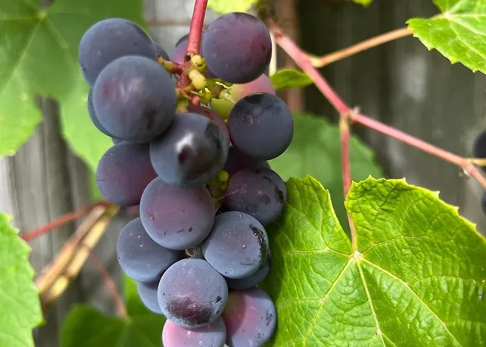 شقة Ala Saunamaja